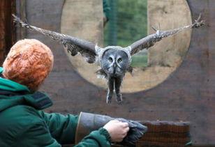 猫头鹰与小飞象,友谊与冒险的奇幻之旅