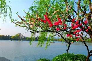 义嫂春色,描绘乡村女性的美丽与坚韧